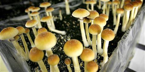 Psychedelic Escapes: Magic Mushrooms in Los Angeles